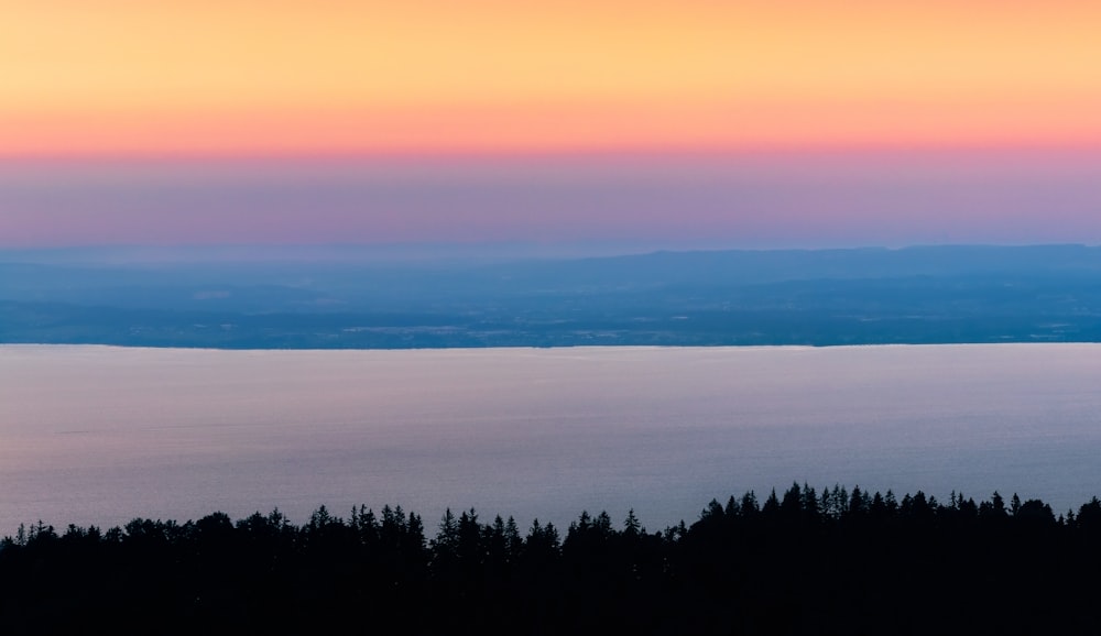 silhouette of trees during sunset