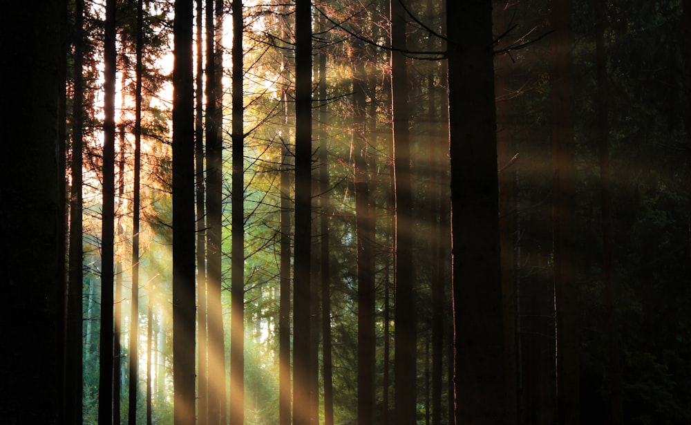 alberi verdi nella foresta durante il giorno