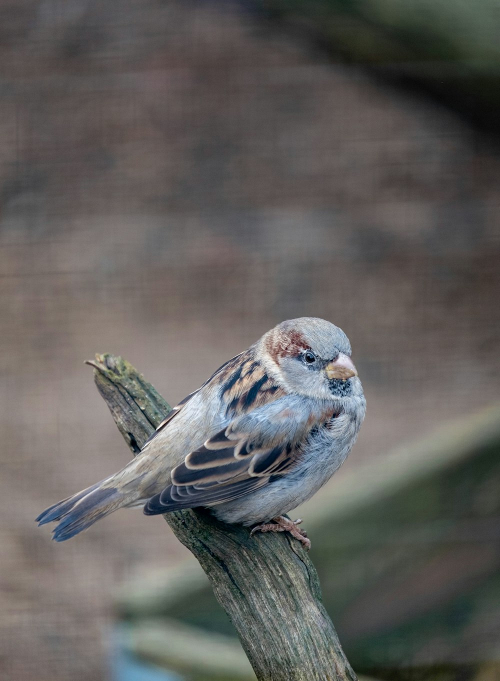 brown and gray bird on tree branch