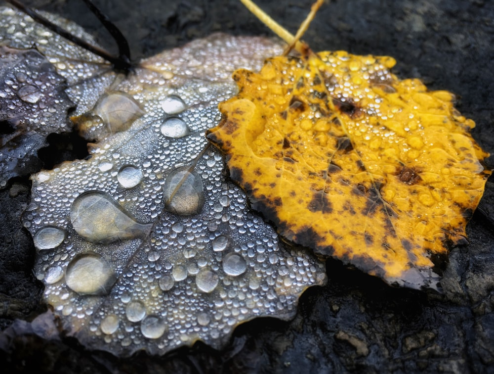 yellow leaf with water droplets