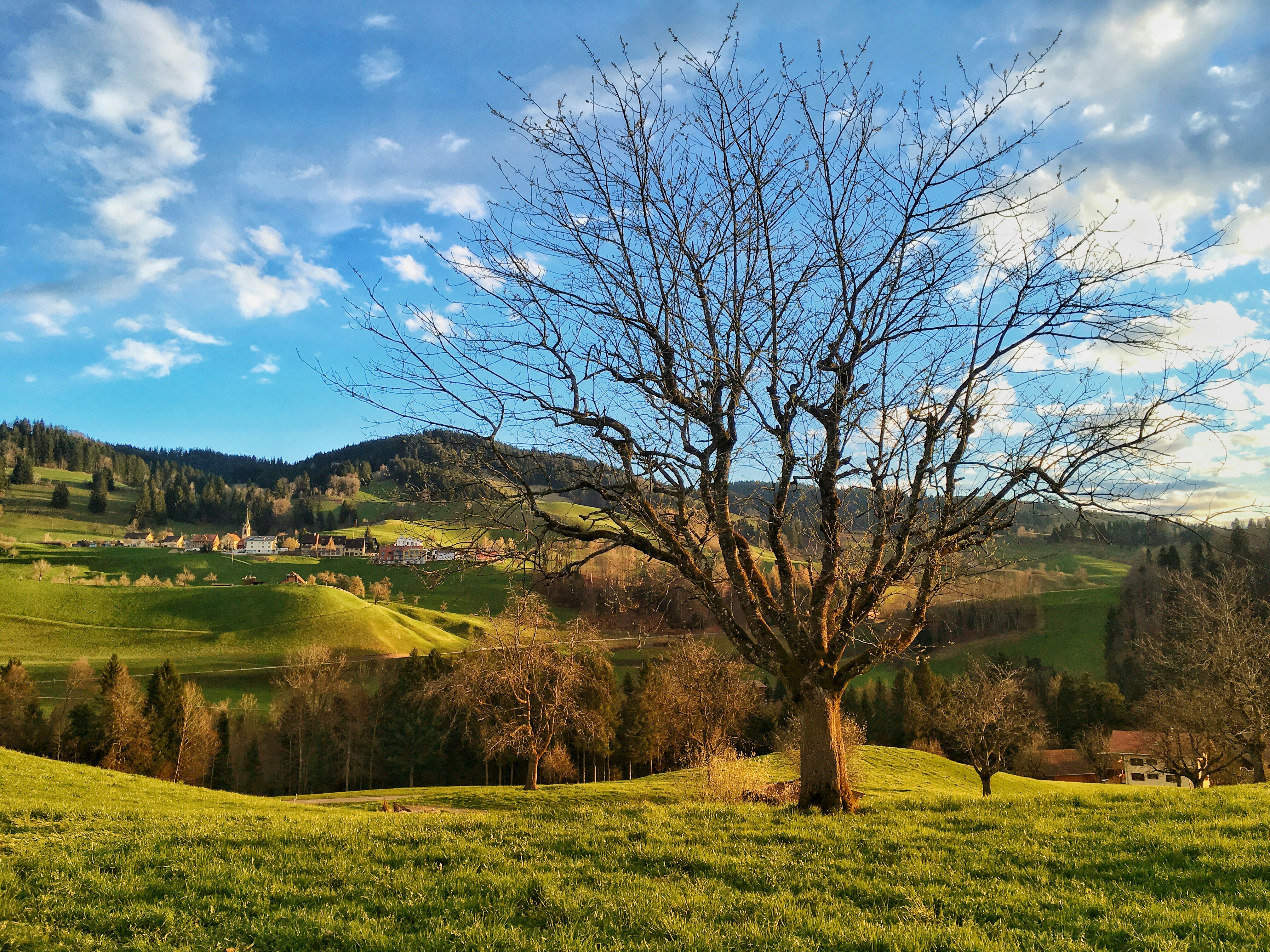 bare tree on green grass field under blue sky during daytime saturated teams background