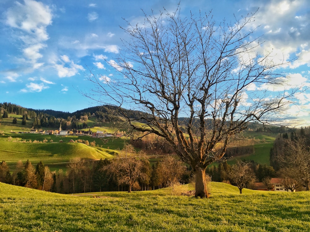 bare tree on green grass field under blue sky during daytime