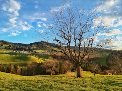 bare tree on green grass field under blue sky during daytime saturated google meet background