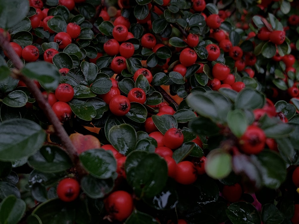 red round fruits on black surface