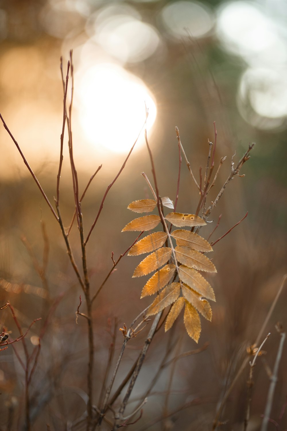 brown leaves in tilt shift lens