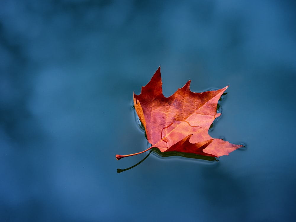 foglia d'acero rossa in fotografia ravvicinata