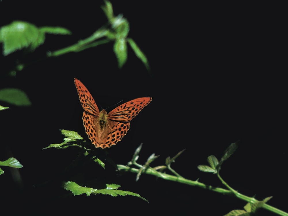 borboleta marrom e preta na planta verde