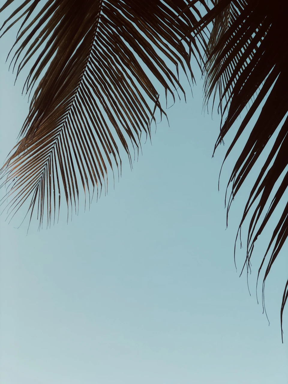 Two large palm trees with long leaves stand against a clear blue sky together