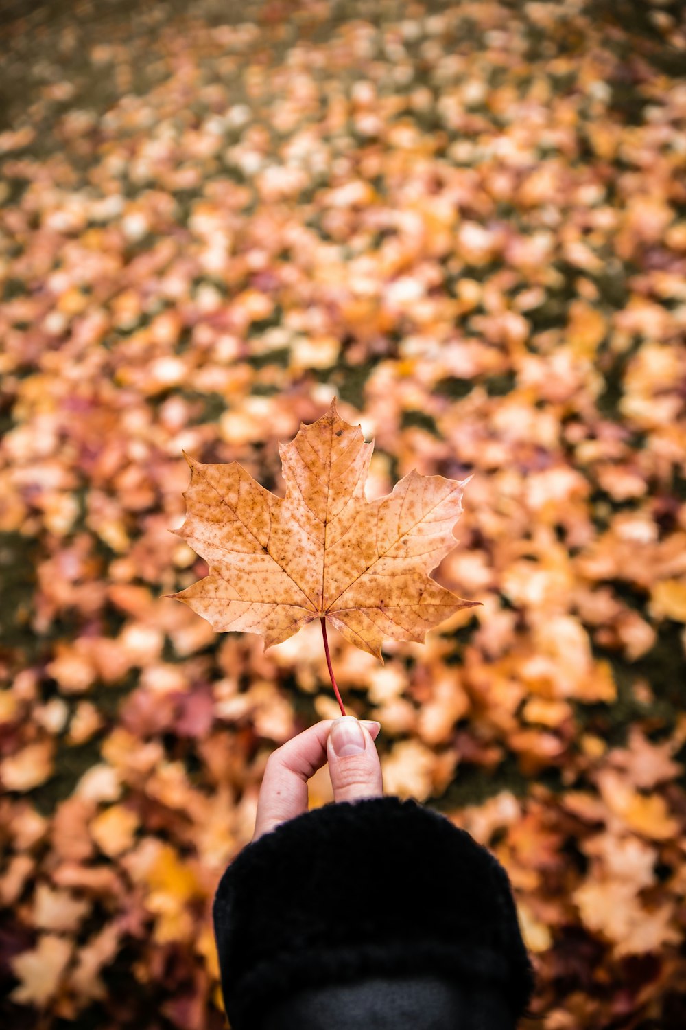 person holding brown maple leaf