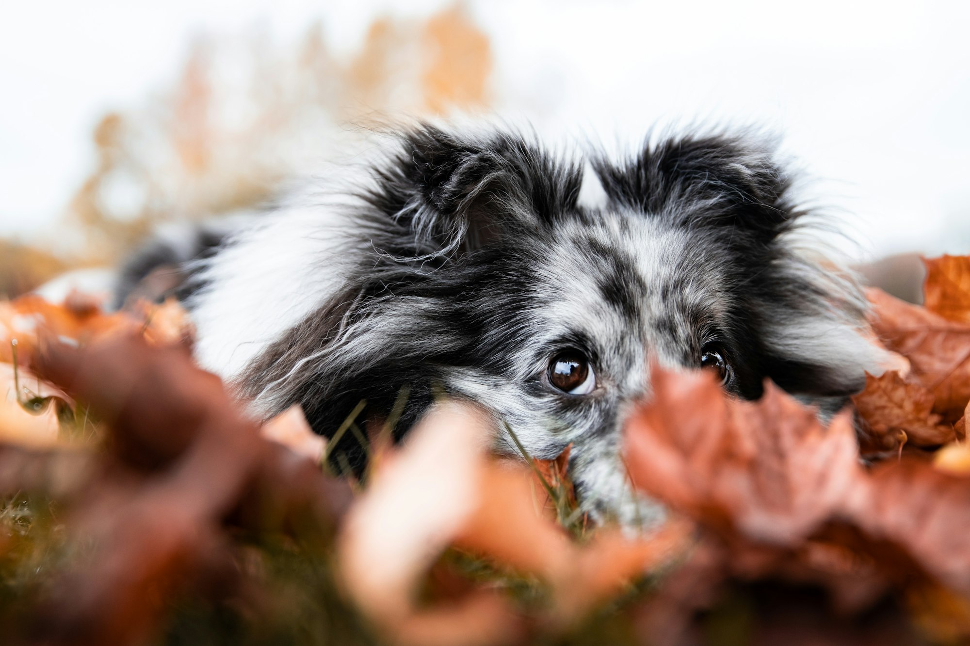 white and black long coat small dog