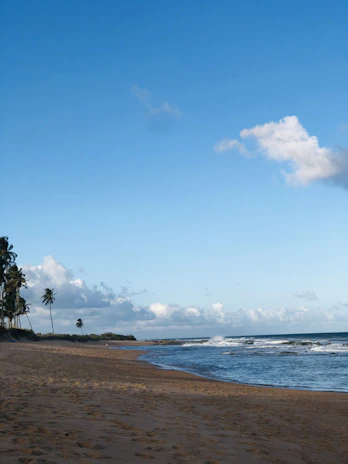 A serene beach scene, with palm trees and gentle waves under a clear blue sky.