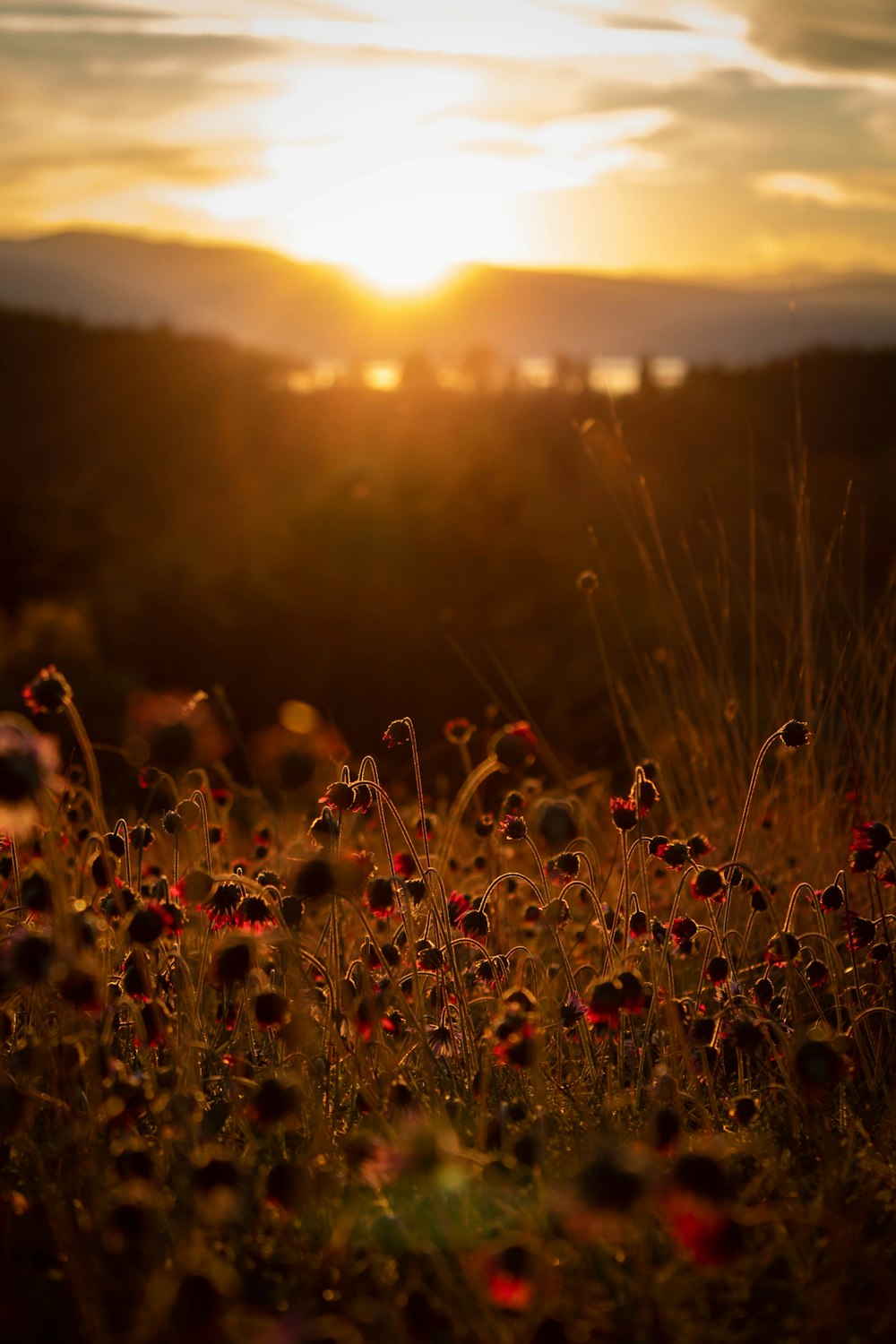 red flower field during sunset