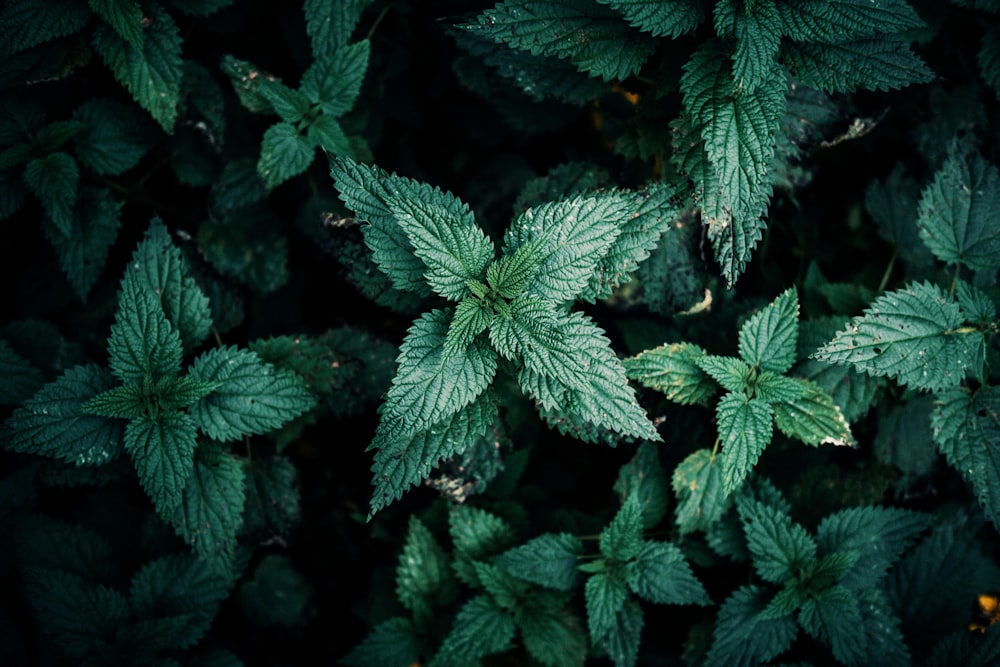 green leaves in close up photography