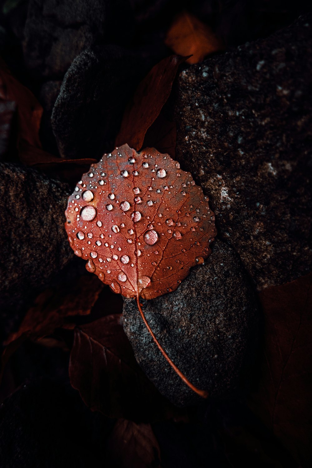 water droplets on brown rock