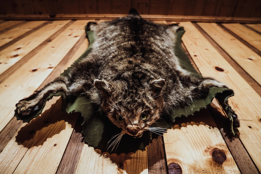 black and brown tabby cat on brown wooden floor