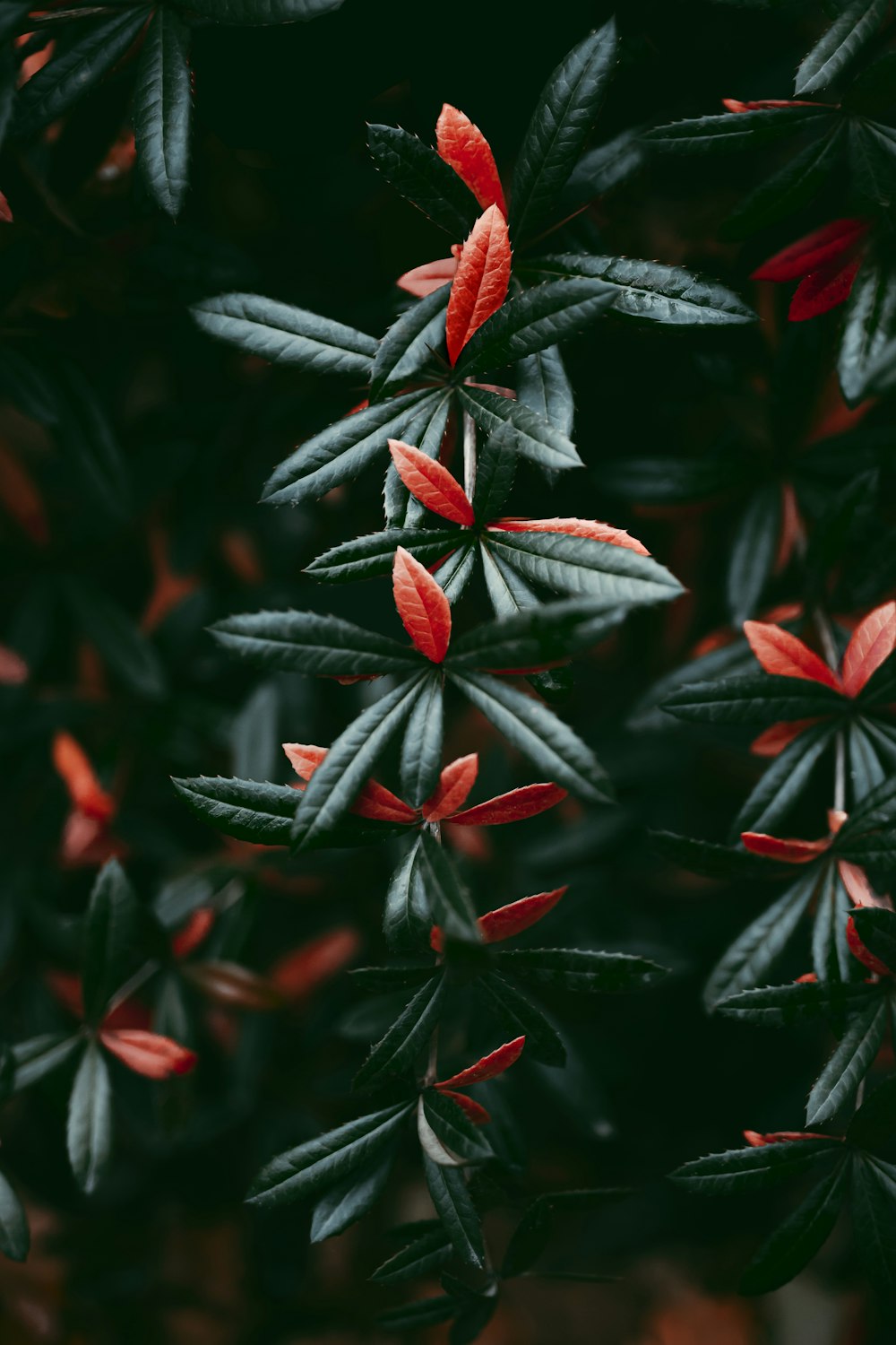 red and green leaf plant