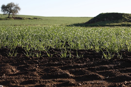 A green field with young crops growing close to a soil surface. In the background, a single tree stands on a small hill, with a pile of rocks nearby. The landscape is flat, with clear blue sky and sunlight illuminating the scene.