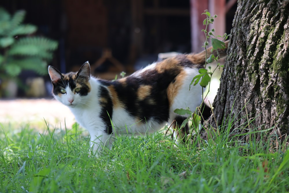 calico cat on green grass field