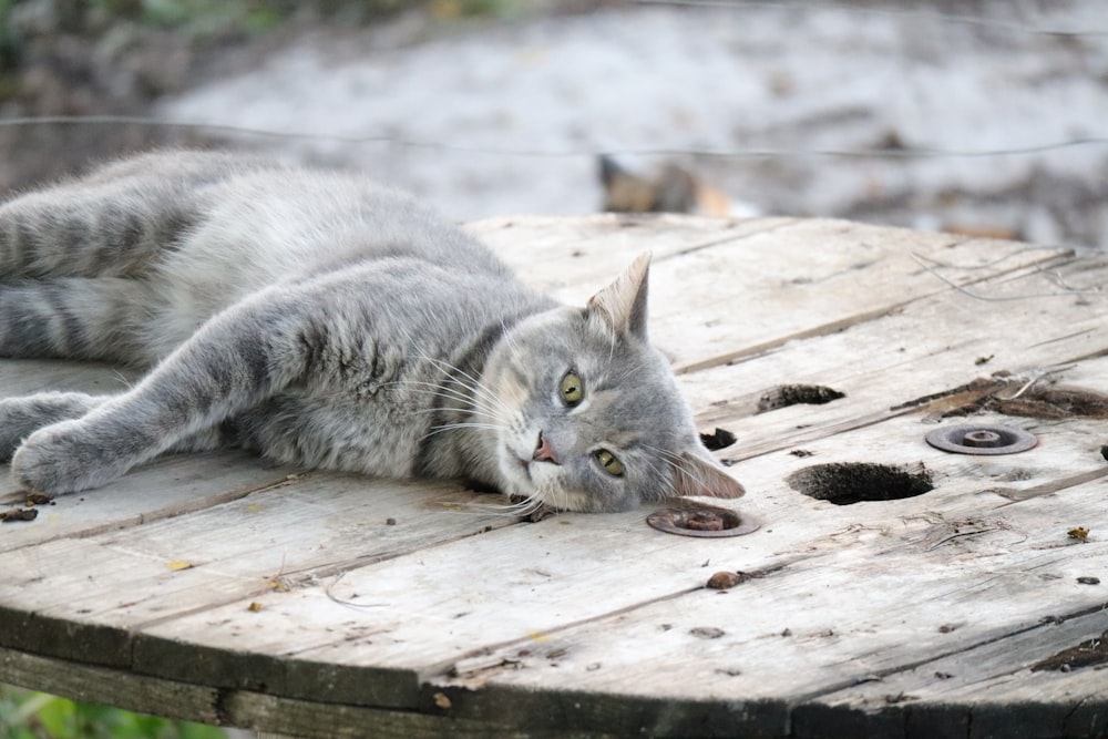 russian blue cat lying on wooden floor