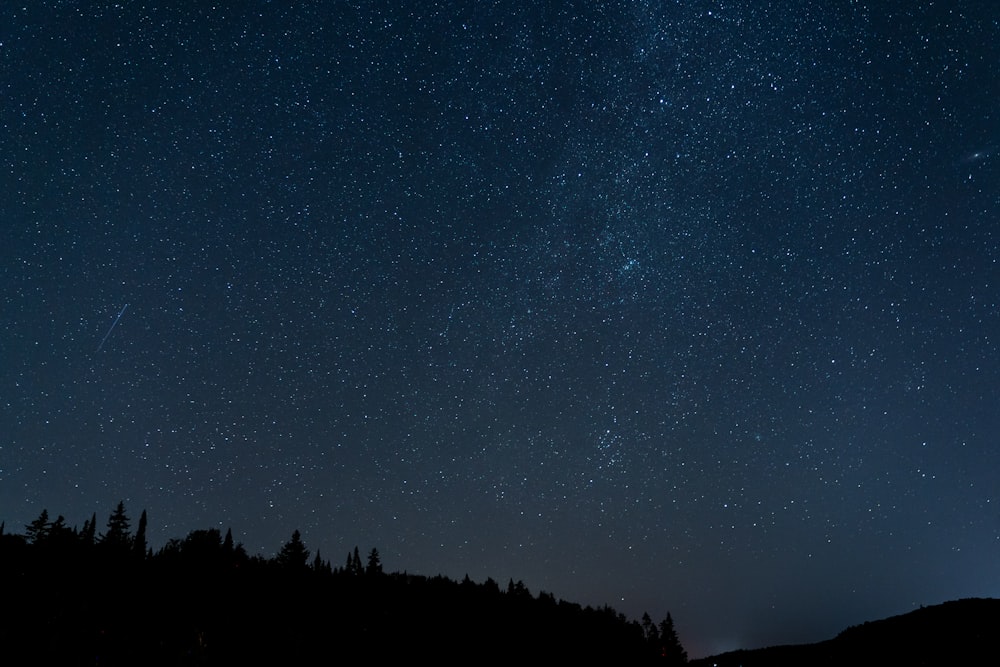 silhouette of trees under starry night