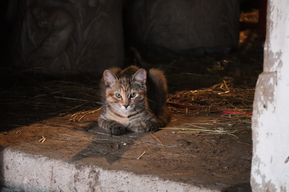 brown tabby cat on brown soil