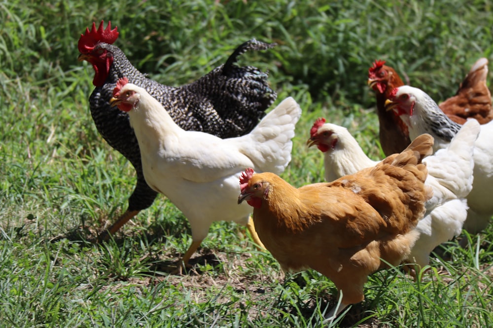 white and brown chicken on green grass during daytime