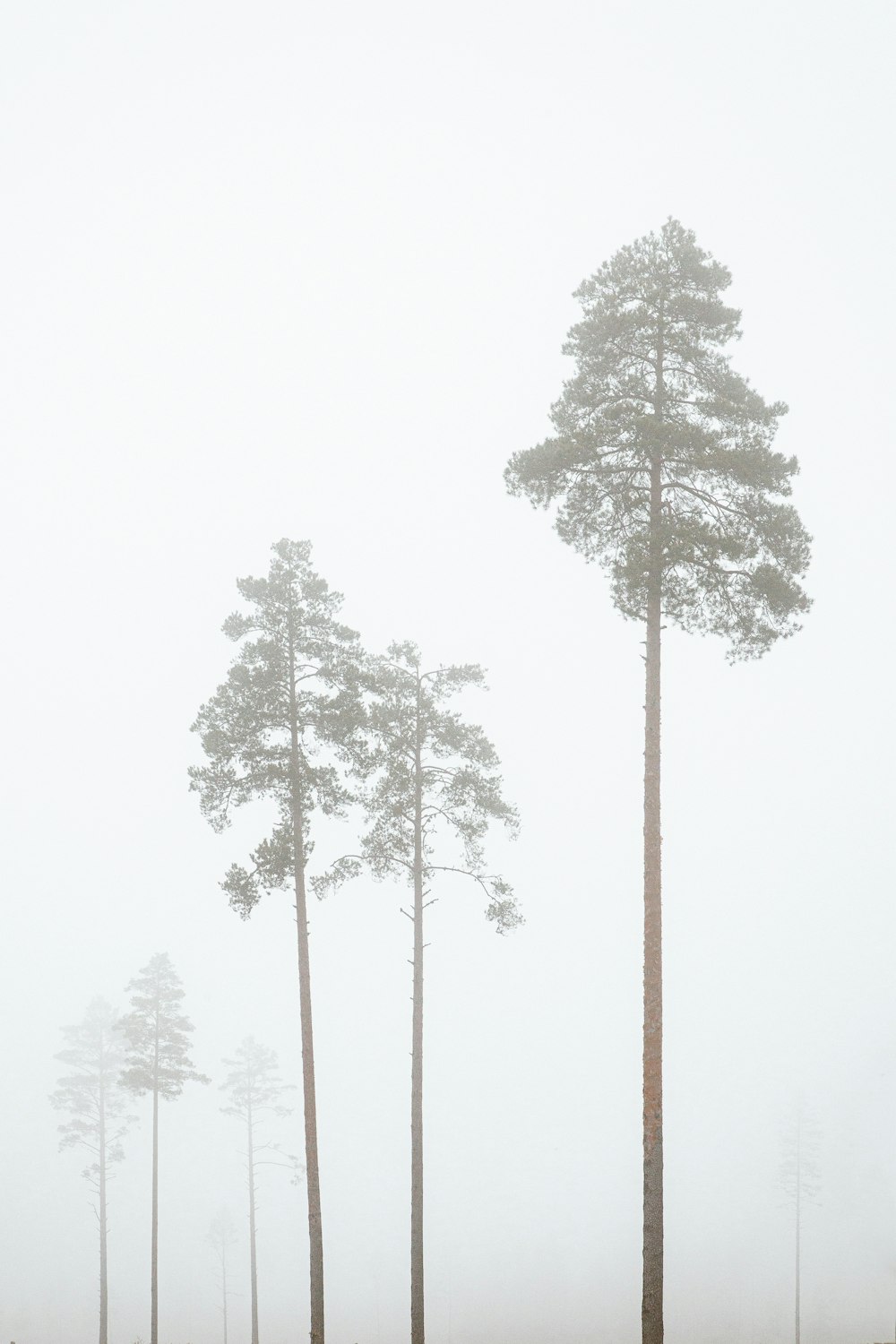 green tree under white sky during daytime