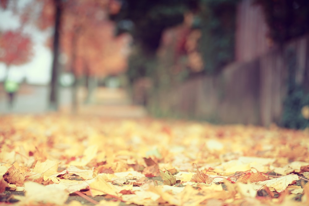 brown leaves on the ground