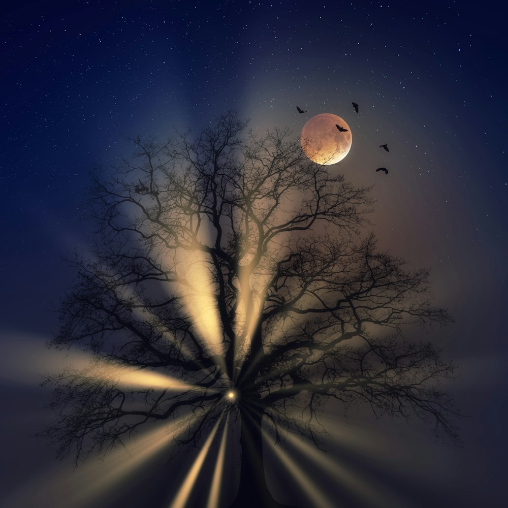 bare tree under full moon