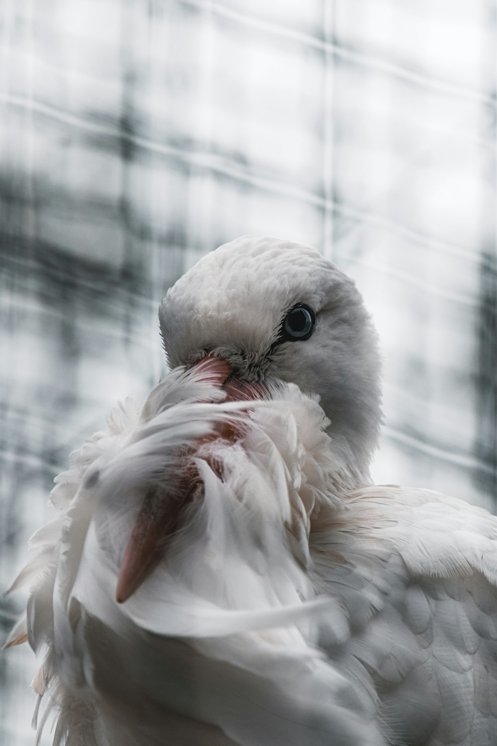 white bird on black background