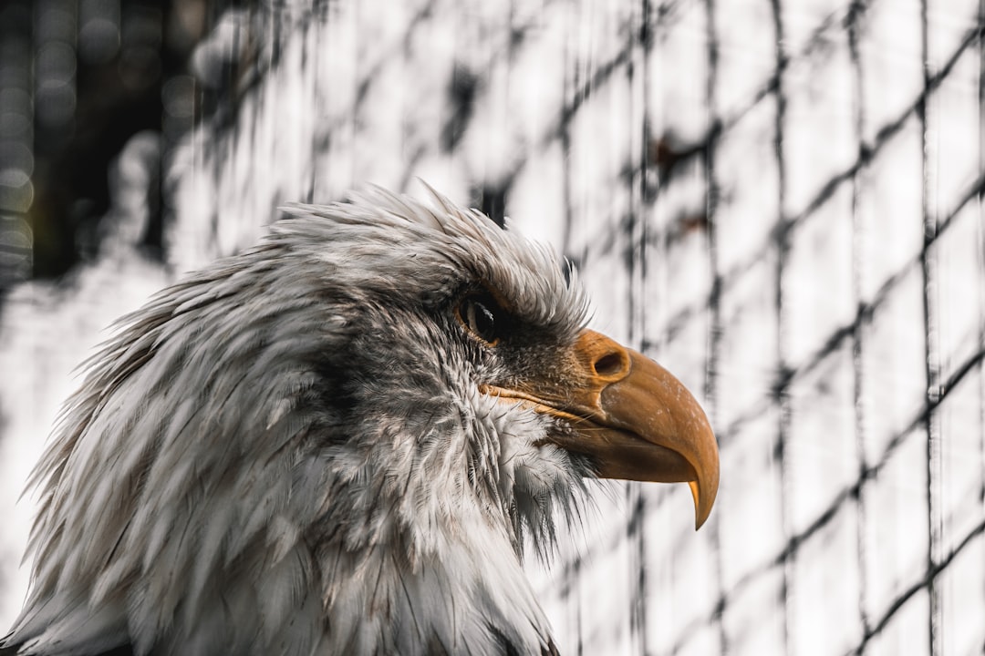 white and brown eagle in cage