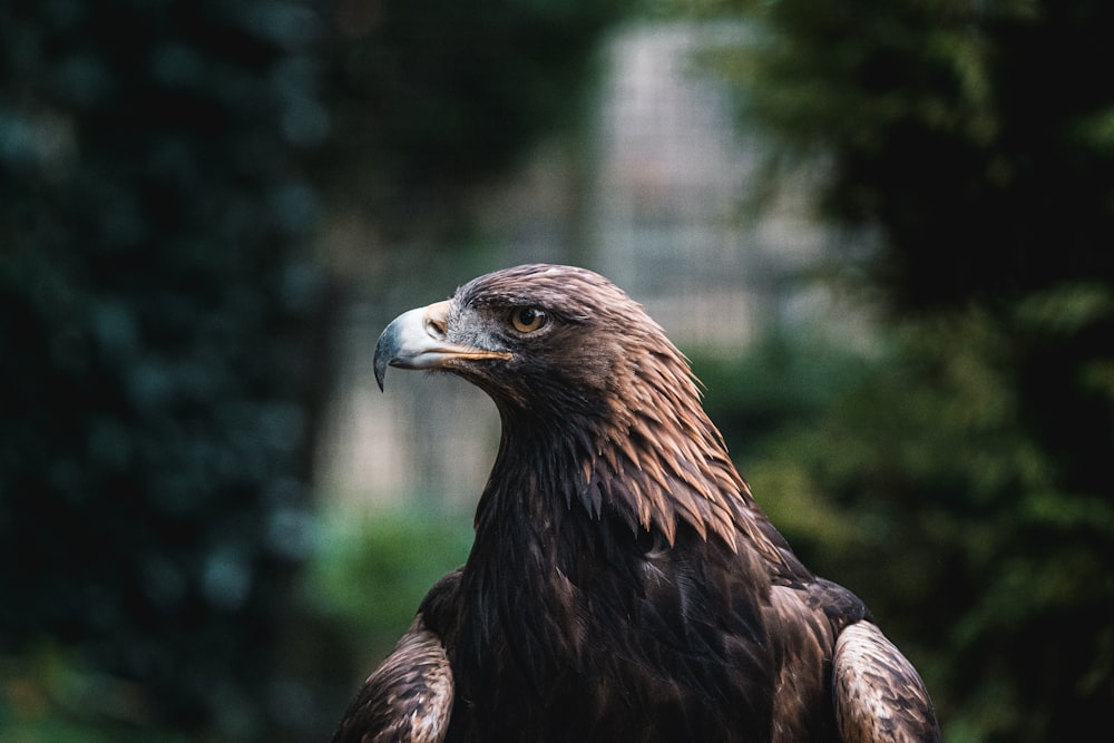 brown eagle in tilt shift lens