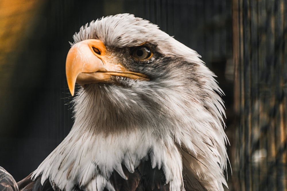 white and brown eagle in close up photography