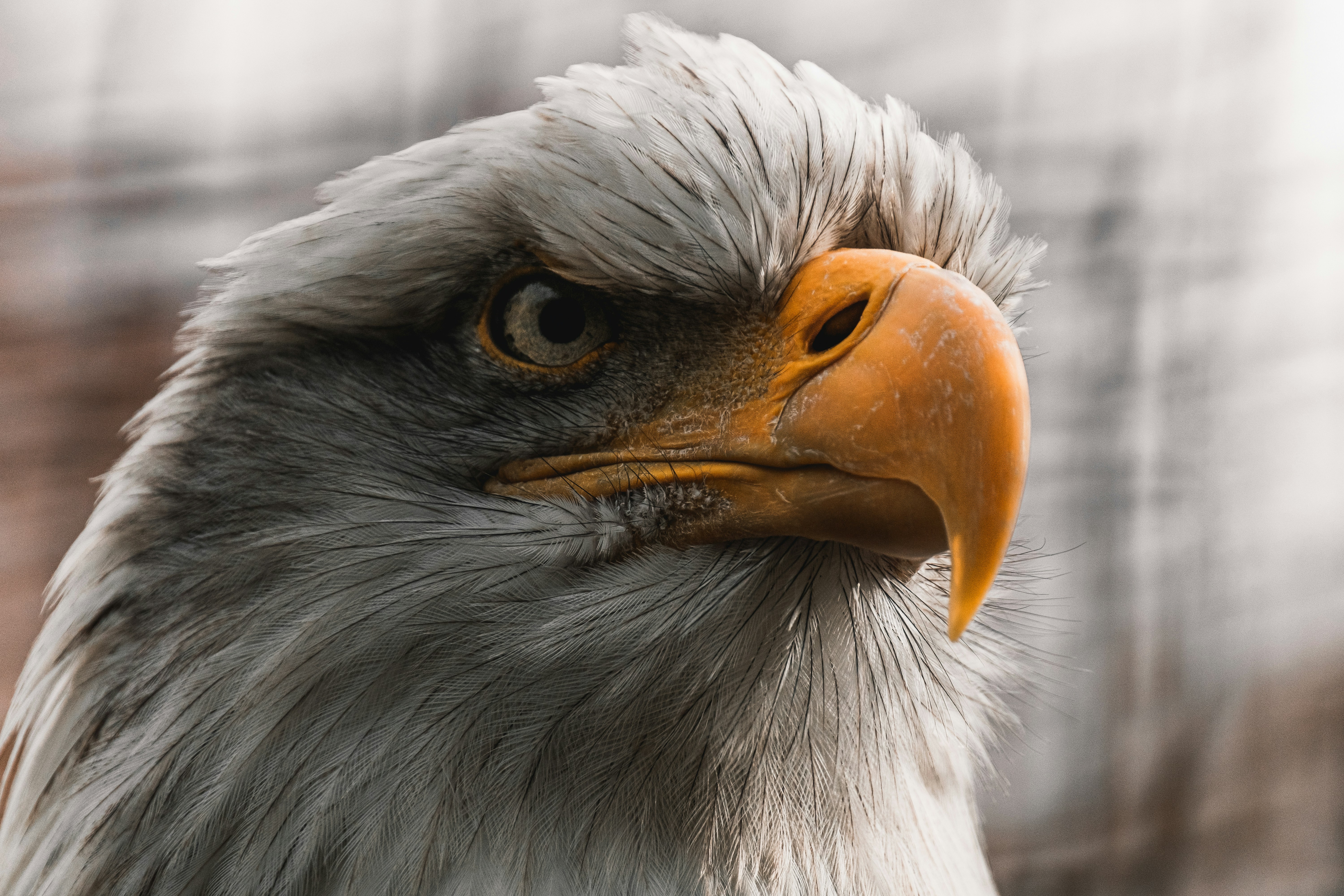 white and brown eagle in close up photography, 