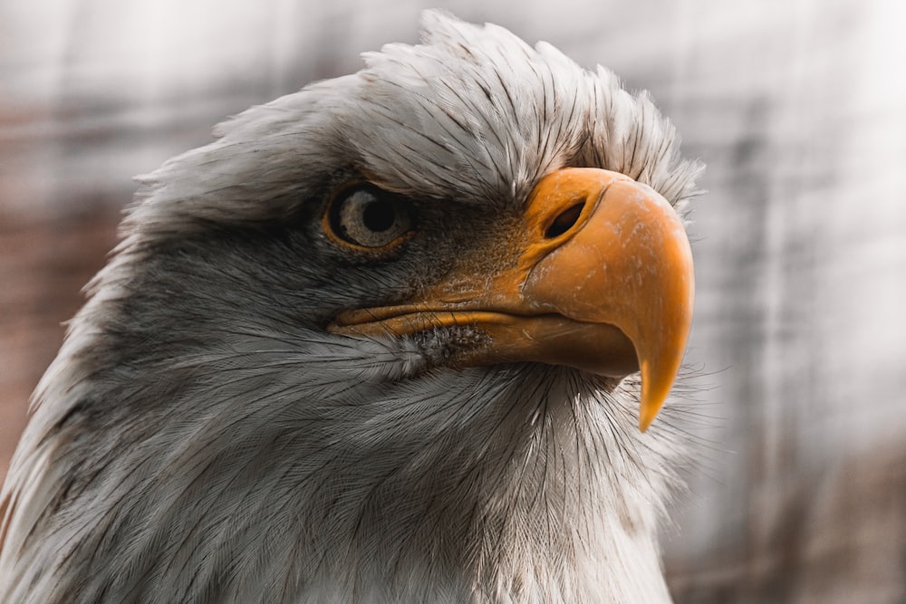 white and brown eagle in close up photography