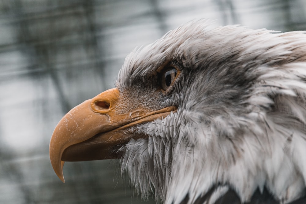 white and brown eagle in cage