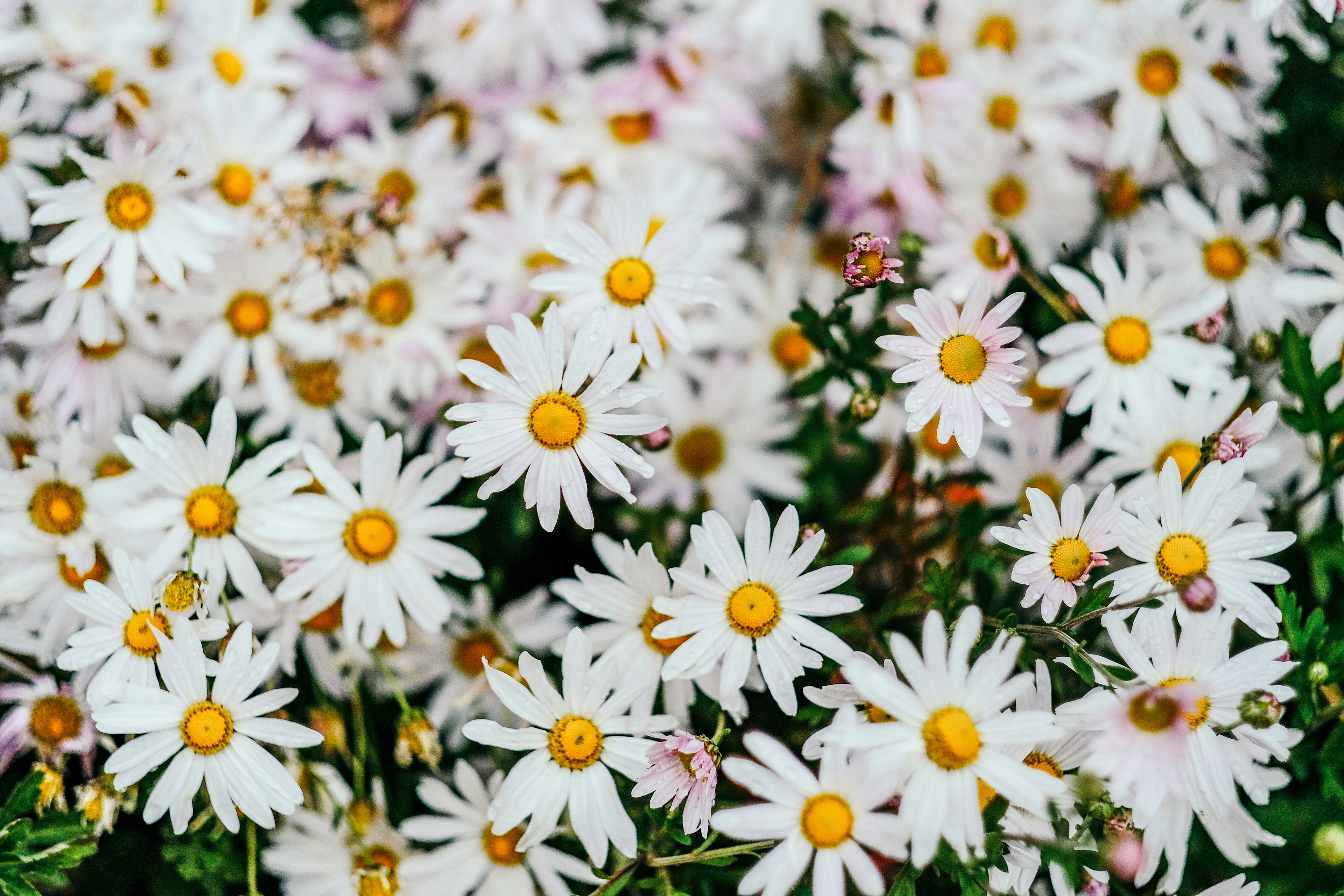 Photo by insungpandora