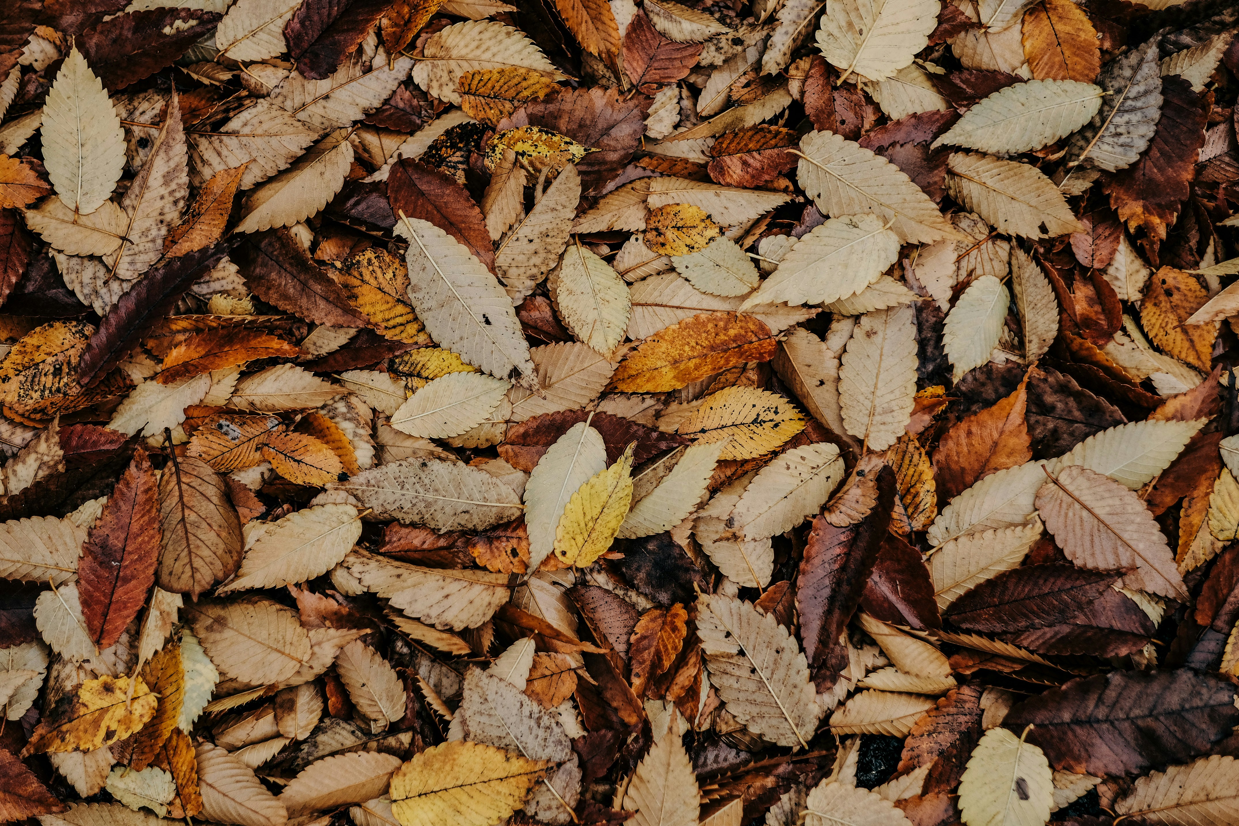 Photo by insungpandora