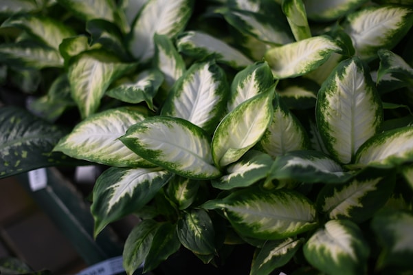 A collection of lush green and white variegated leaves, each displaying intricate patterns and a glossy texture. The leaves are closely clustered together, forming a dense, vibrant appearance.