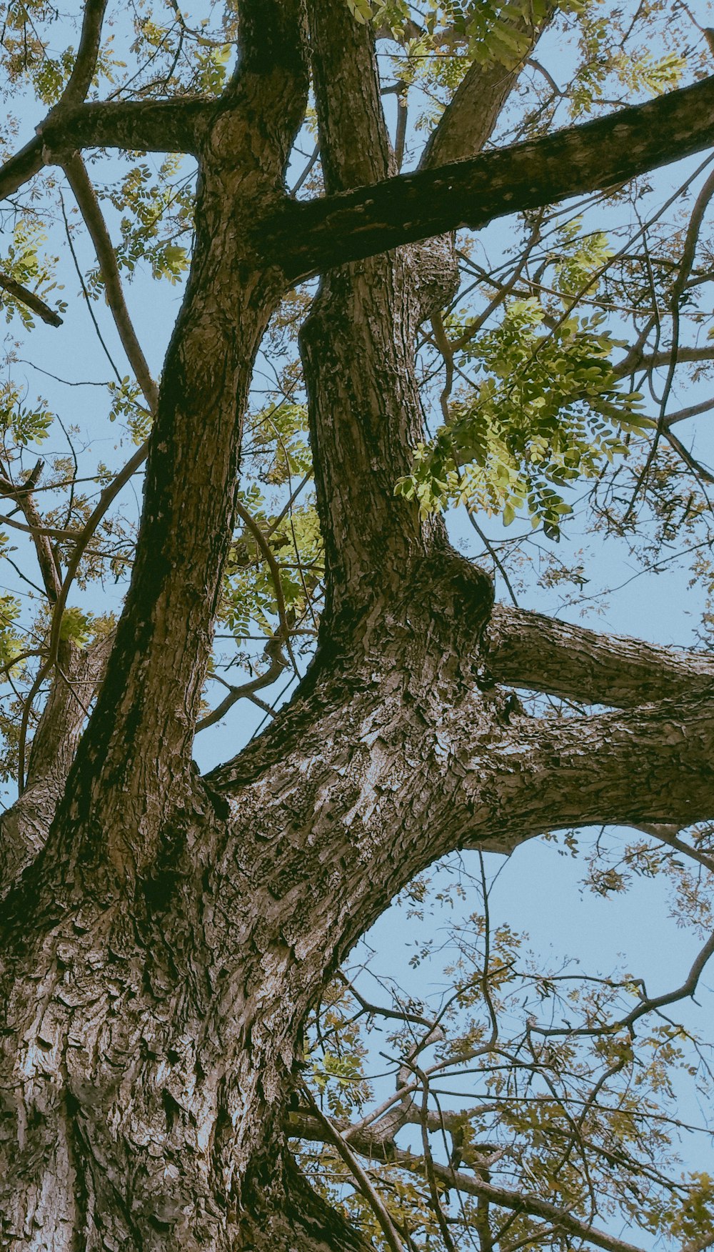 green tree under blue sky during daytime