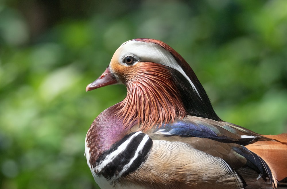 brown white and black duck