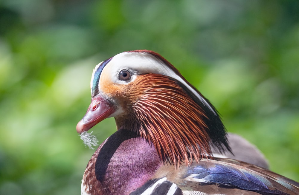 canard brun, blanc et noir