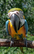 Close-up of a colorful bird perched on a tropical branch.