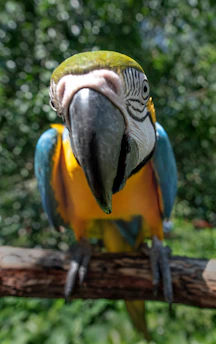 A vibrant close-up photo of a colorful parrot perched on a branch in a lush green forest.