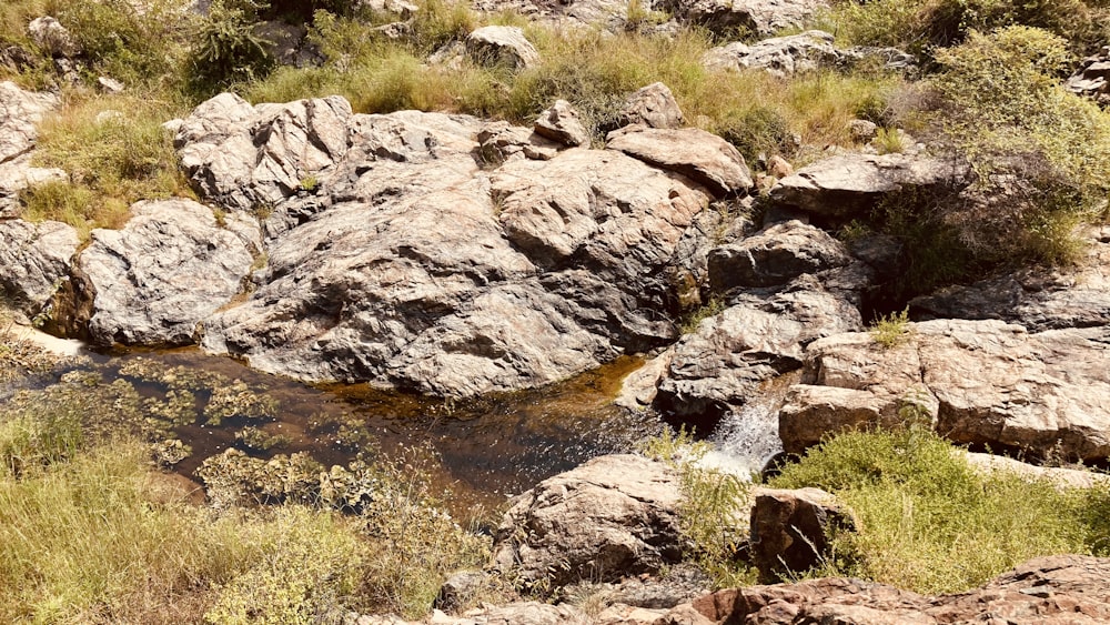 brown rocky river with green grass