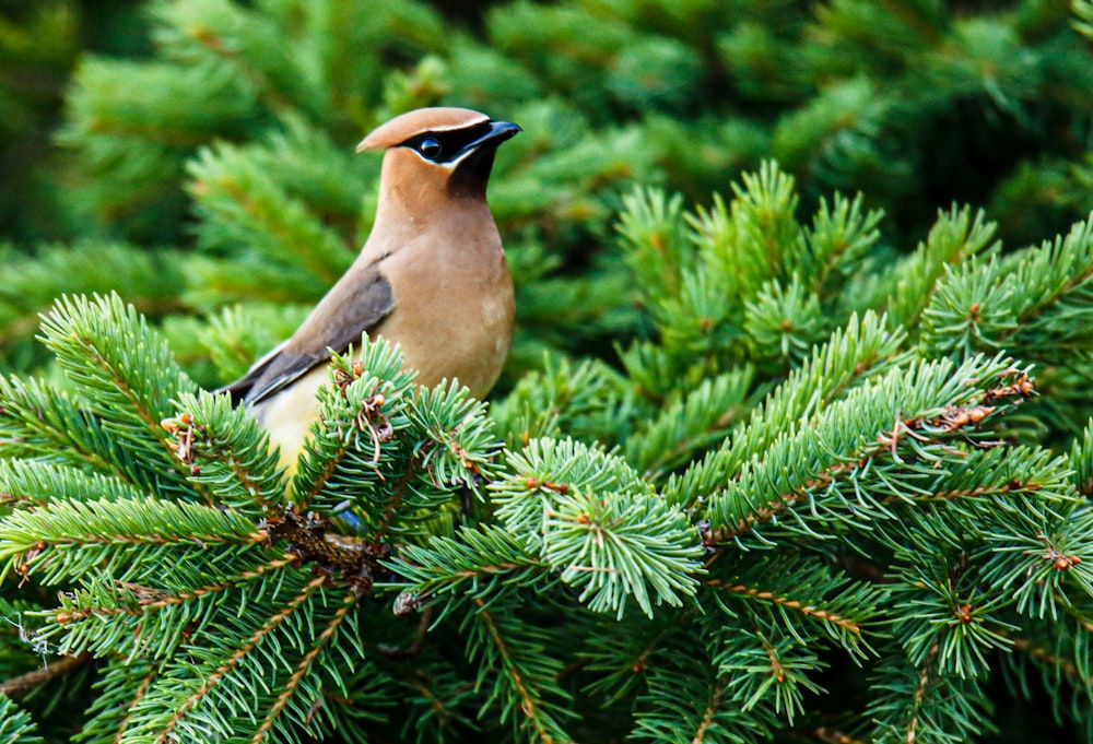 brown and white bird on green tree