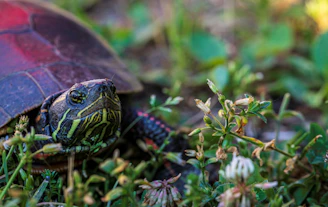 A close-up of a snapping turtle resting near a pond in Kansas.