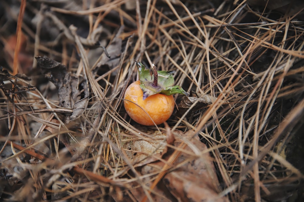 pomodoro arancione su erba secca marrone