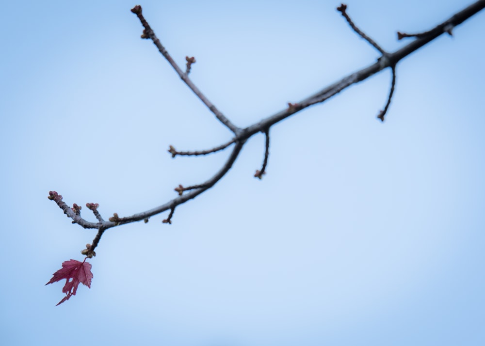 red flower buds on brown tree branch