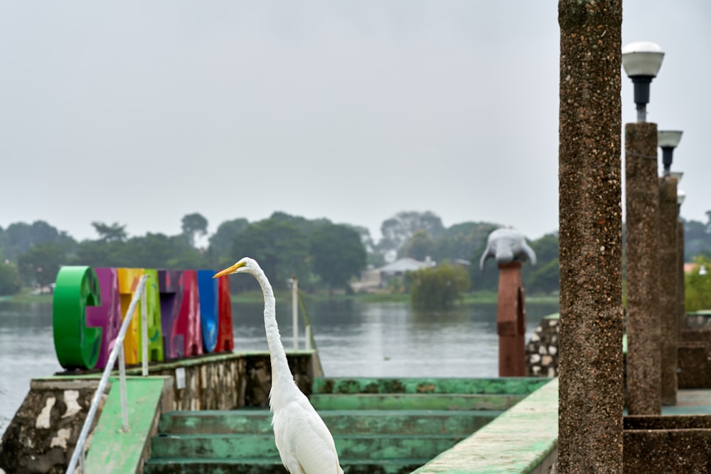 white swan on green wooden dock during daytime